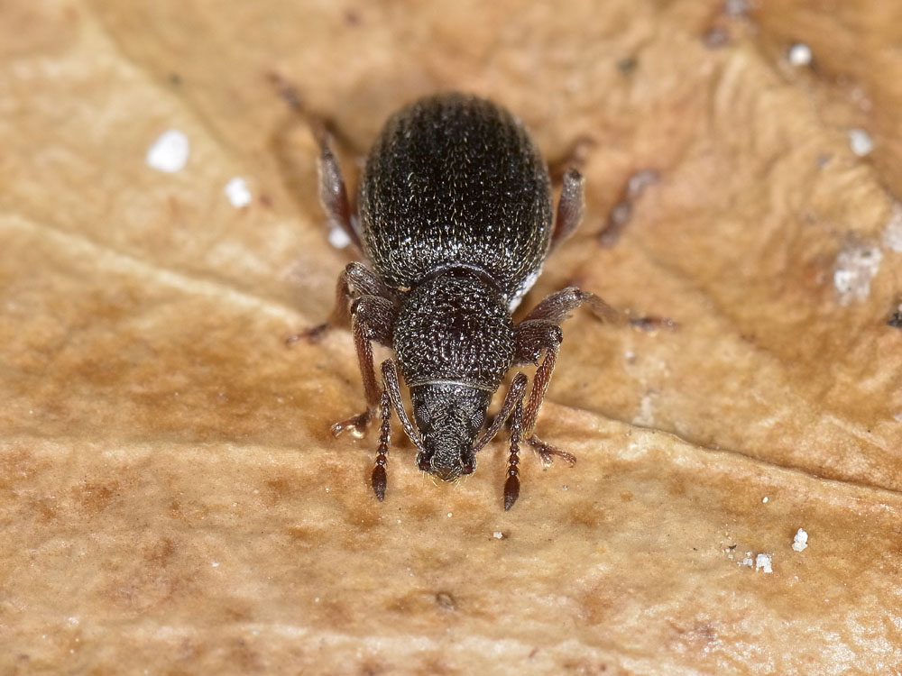 Otiorhynchus ovatus?